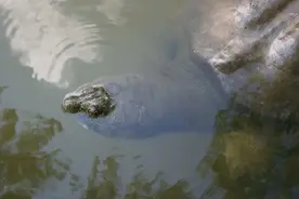 这种动物，全世界就剩下两只，还都是公的图片