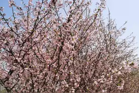 三月南艳湖，海棠春睡，是否绿肥红瘦？图片