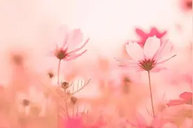 总有一天你会明白，一个人的命运，其实是注定的图片