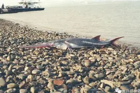 新黄河·对话｜张振国：与恐龙“同期”的长江白鲟，灭绝后对生态环境影响很大图片