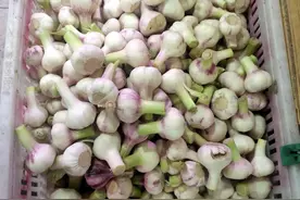 武汉新蒜头大量入市，“蒜你狠”价格下跌图片