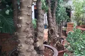 破盆养玉树，长了20年，枝干比腰粗，越老越旺家图片