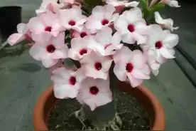 沙漠玫瑰怎么养？做到2要2不要，根壮肚子大，开花开爆盆图片