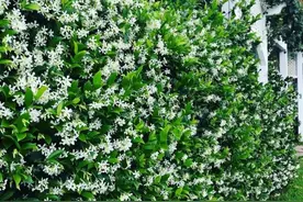 夏天养盆风车茉莉，好养好看又耐晒，花开一茬接一茬，香飘满屋图片