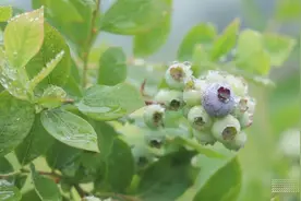 “果”然很甜！这些贵州时令水果上市了图片