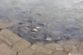 鱼多到把水染黑！长江禁渔效果显著，居民：60年没见过这么多的鱼图片