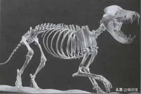 动物“憋屎”实力排名，“扛把子”憋1年打底，连肛门都不长图片