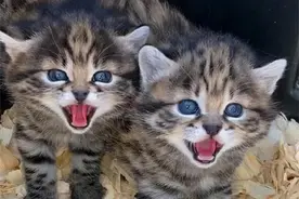 全世界禁养的猫：外形萌化千万网友，猫科效率最高的“捕猎机器”图片