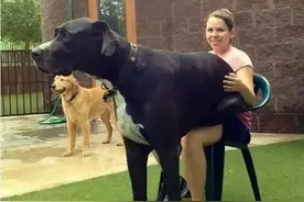 女生养狗建议养公的，母狗会有这些“缺点”图片