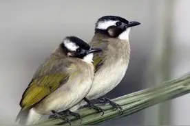 自然界最专情的十二种动物图片