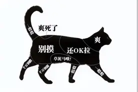 猫为什么喜欢被“拍屁股”，原来其中有这些含义！图片