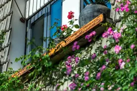 太美了！洛阳街头超火打卡地图片