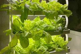 智能种菜机火出圈，性价比究竟如何？售价148元-3881元不等，有厂家说卖7500台才能回本图片