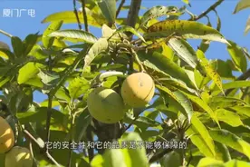 太诱人！厦门街头大量出现！专家提醒：千万别吃图片