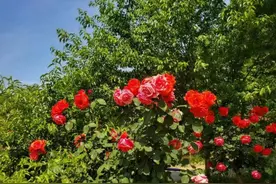 河南70后，今年49岁，曾二婚给人当22年后妈，现在后悔不已图片