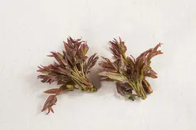 香椿含有亚硝酸盐，吃多了不仅容易中毒还致癌？研究告诉你真相图片