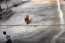 云南警方通报2岁走失男童已去世，此前随行狗独自归家图片