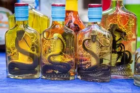 蛇酒变“毒酒”！30年蛇酒男子喝出生理反应，蛇酒到底能不能喝？图片