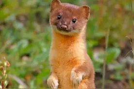 黄鼠狼真是“仙”？河南一地发生黄鼠狼“讨封”，这是真是假？图片