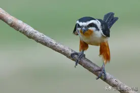 又奶又凶！盈江拍到世界最小猛禽，15只刷新同时出现纪录图片