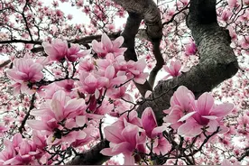 太美啦，拍玉兰花照片，来学这6个摄影技巧图片