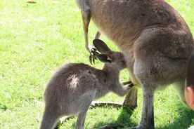 雄性袋鼠生殖器官呈Y形，雌性袋鼠又是怎样呢？图片