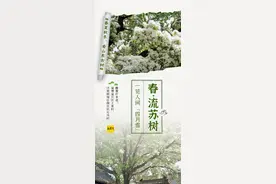 春夏秋冬，树都在这！一起打卡山东古树图片