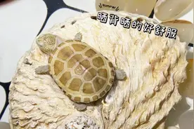 乌龟死后应该怎么处理，竟然还可以拿去做标本模型？图片