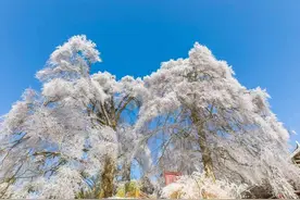 总有一场雪，为你而来图片