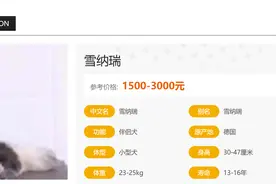 雪纳瑞的介绍大全图片