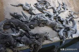 柬埔寨河水泛滥，养殖场鳄鱼有逃脱风险图片