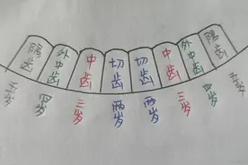 根据牙齿看年龄，学会了你也是行家图片