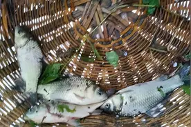 堪称极品的7种“河鲜”，全吃过的不是一般人，你吃过几种？图片