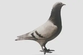 一只石板灰雄鸽图片