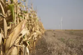 2月24日河北各地玉米市场价格动态图片