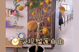 终于有人，把“榴莲核”养成榴莲树，盆栽1米高，果子重“20斤”图片