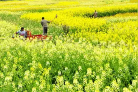 为避免土地流转纠纷，合同就要这么签！农民朋友牢记3件事图片