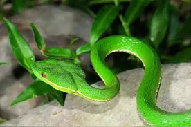 “蛇蝎美人”竹叶青到底如何区分，“翠青蛇”神似竹叶青却无害？图片