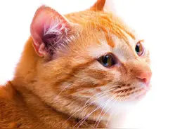 十二生肖为什么没有猫，真相你绝对猜不到！图片