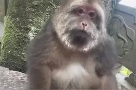 浙江宁波一只具有传奇事迹的独臂猴火了，它慈眉善目引发大家关注图片