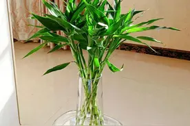 富贵竹已被拉入黑名单，原因有4点，花友们别再养了图片