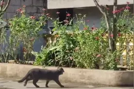 一生要强的猫猫连续跳车失误，被网友追着嘲笑，互联网好无情哈哈图片