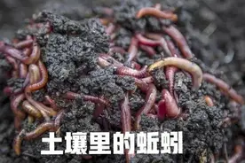 为什么要保护好蚯蚓图片