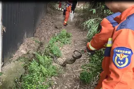 蛇出没！巴中市民发现贪吃蛇，还有同伴放哨 网友：这种蛇，抓不得图片