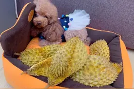 狗狗很喜欢的6种味道，越闻越“上瘾”图片