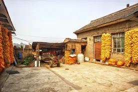 “一怕枯死压房，二怕床上横梁，三怕坟上有疮”，都是啥意思？图片