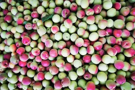 一个颇有文化的水果，家喻户晓但又深藏不露，梅子到底是什么？图片