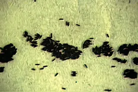 注意！家里这些地方是滋生蚊虫的“重灾区”图片