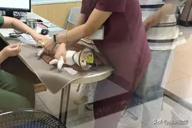 宠物看病比人贵？猫咪骨折花费上万，专家挂号费三百图片