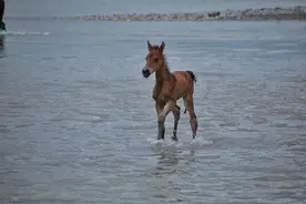 人生选择就是小马过河图片